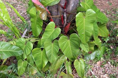 Philodendron erubesc